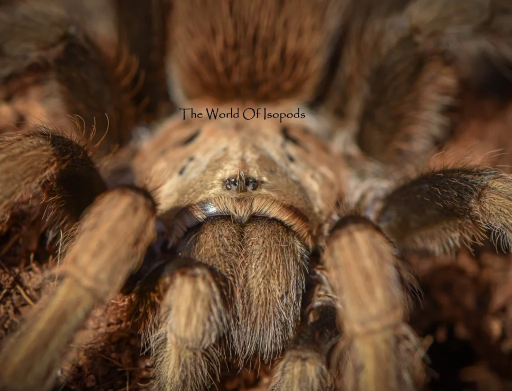 Arizona Blonde Tarantula - Image 2