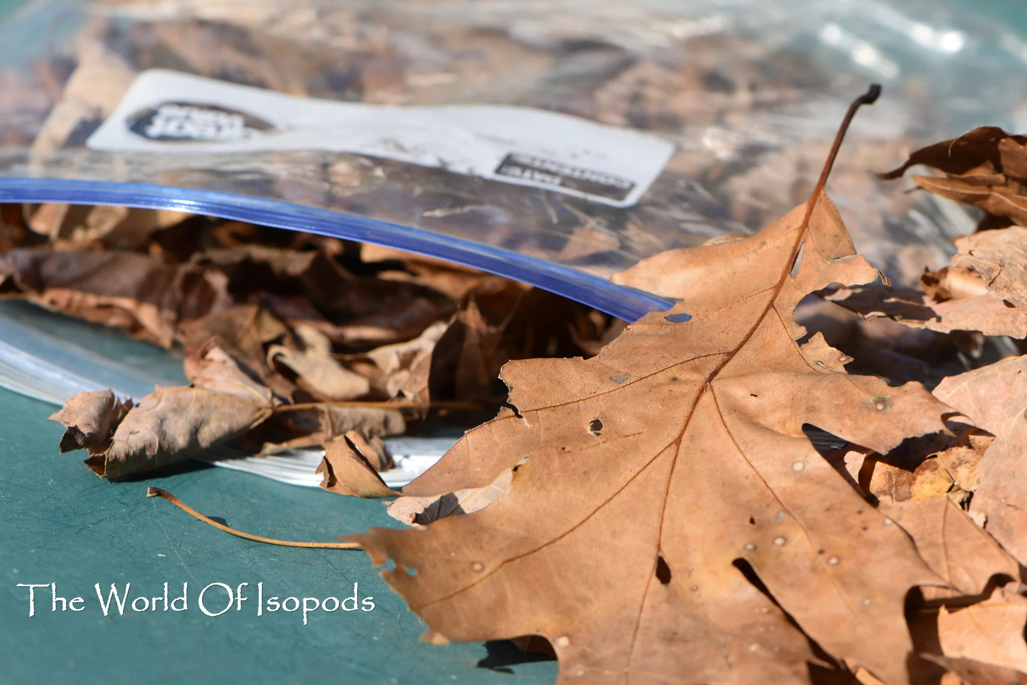 Assorted Leaf Litter - Image 2