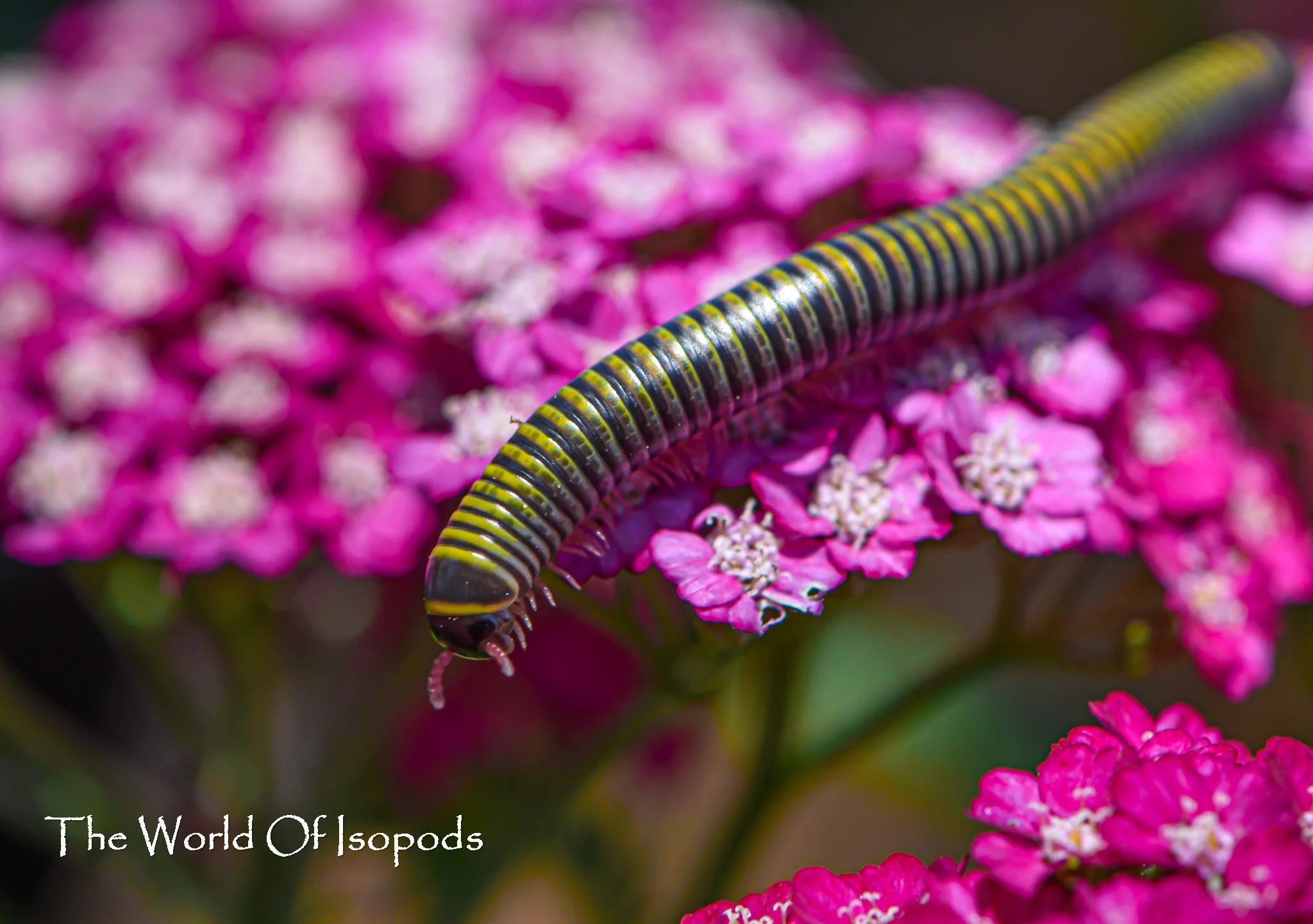 Bumble Bee Millipedes