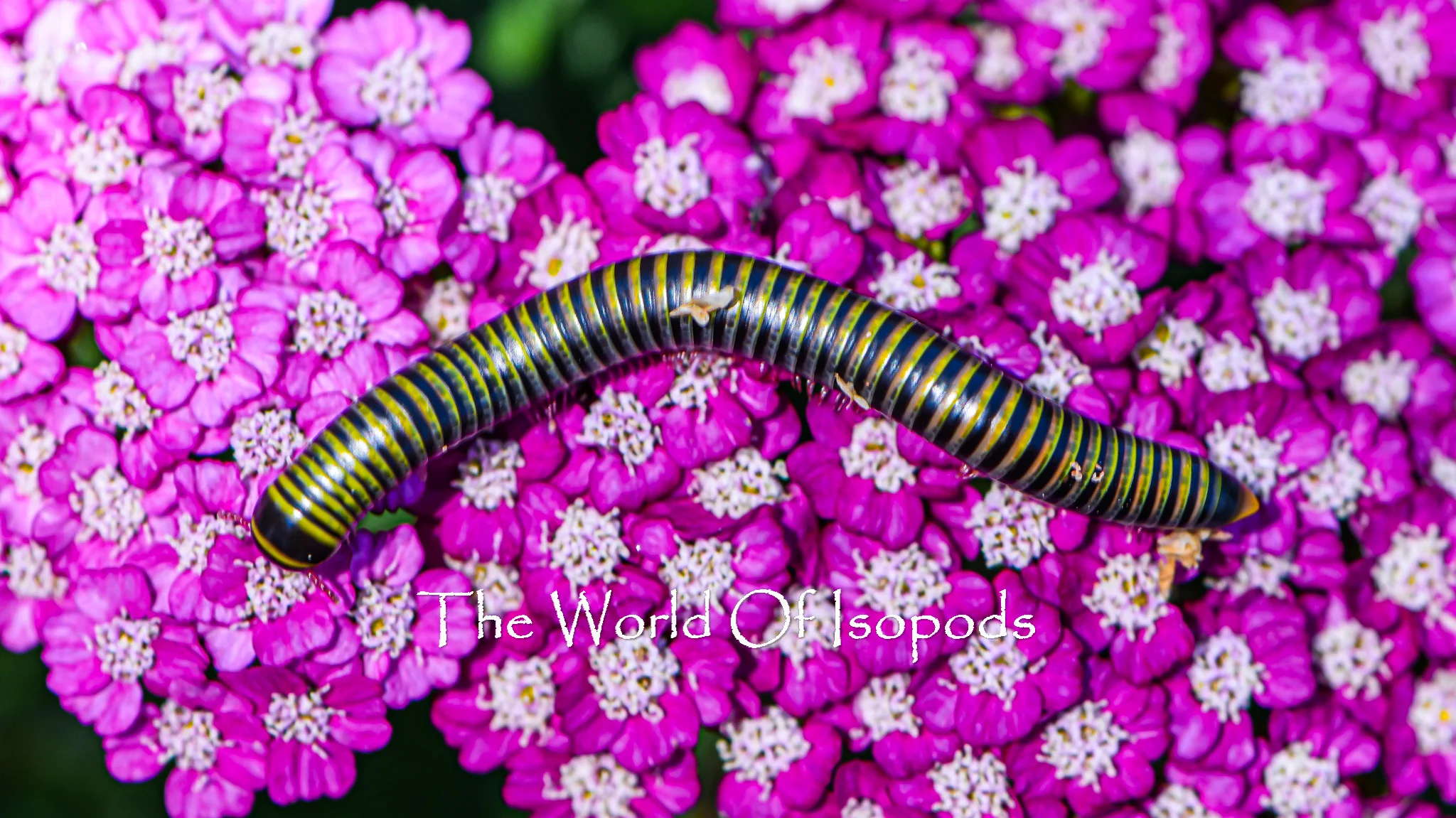 Bumble Bee Millipedes - Image 2