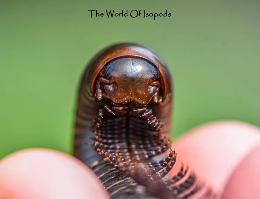 Smokey Oak Millipedes