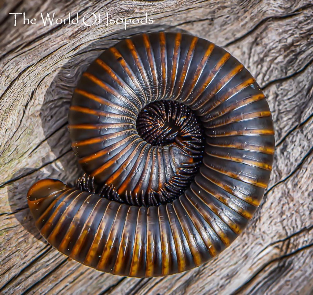 Smokey Oak Millipedes - Image 2