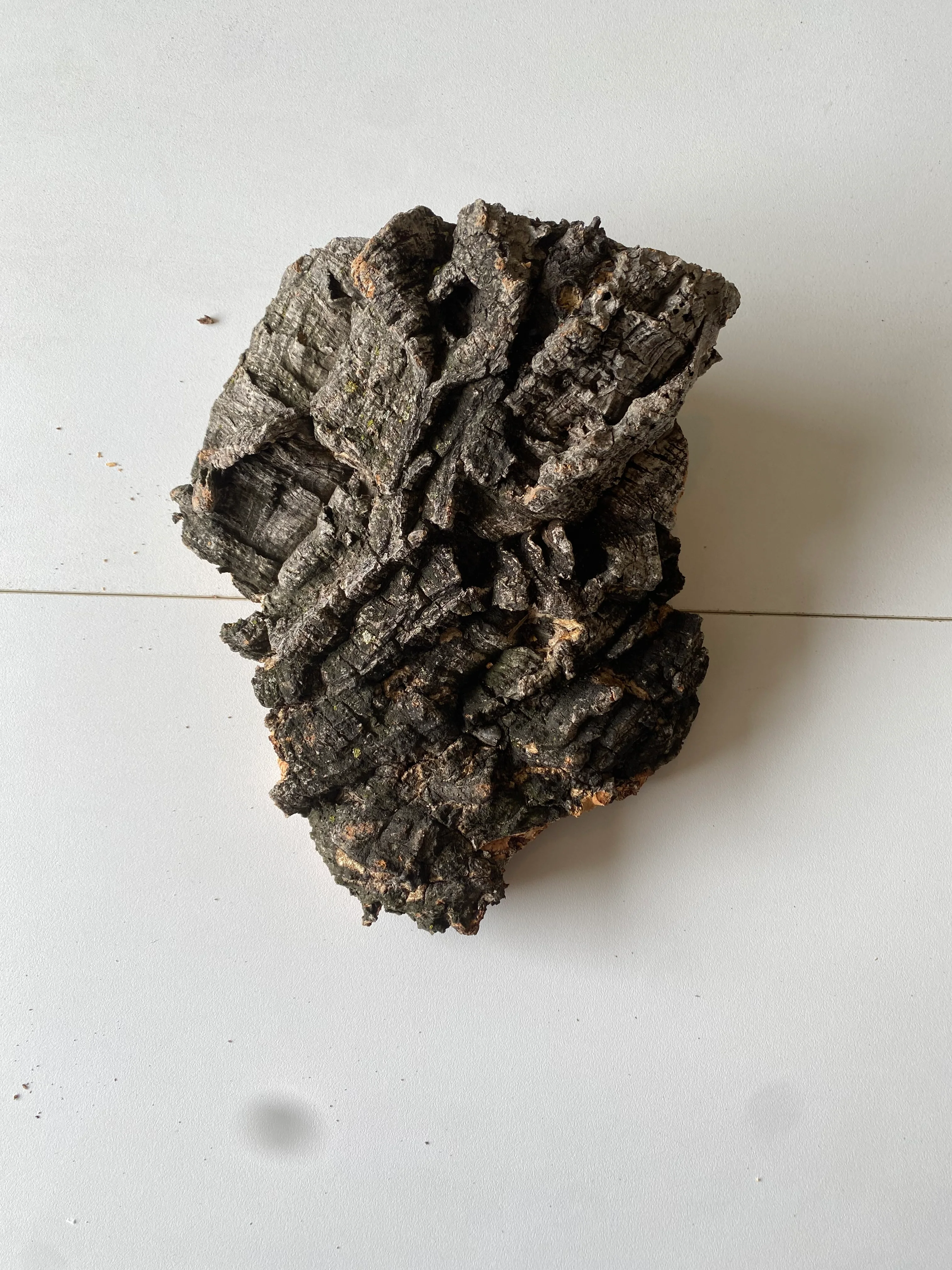 Cork Bark - Image 3