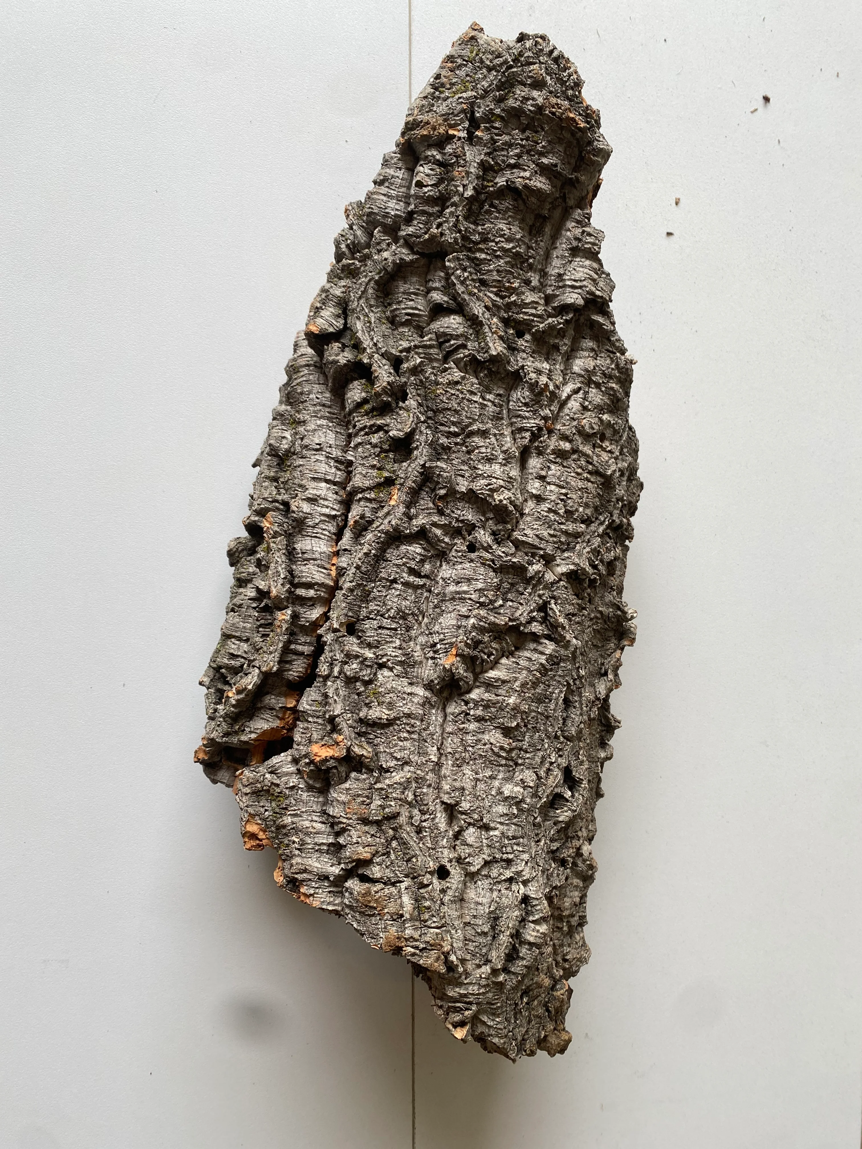 Cork Bark - Image 4