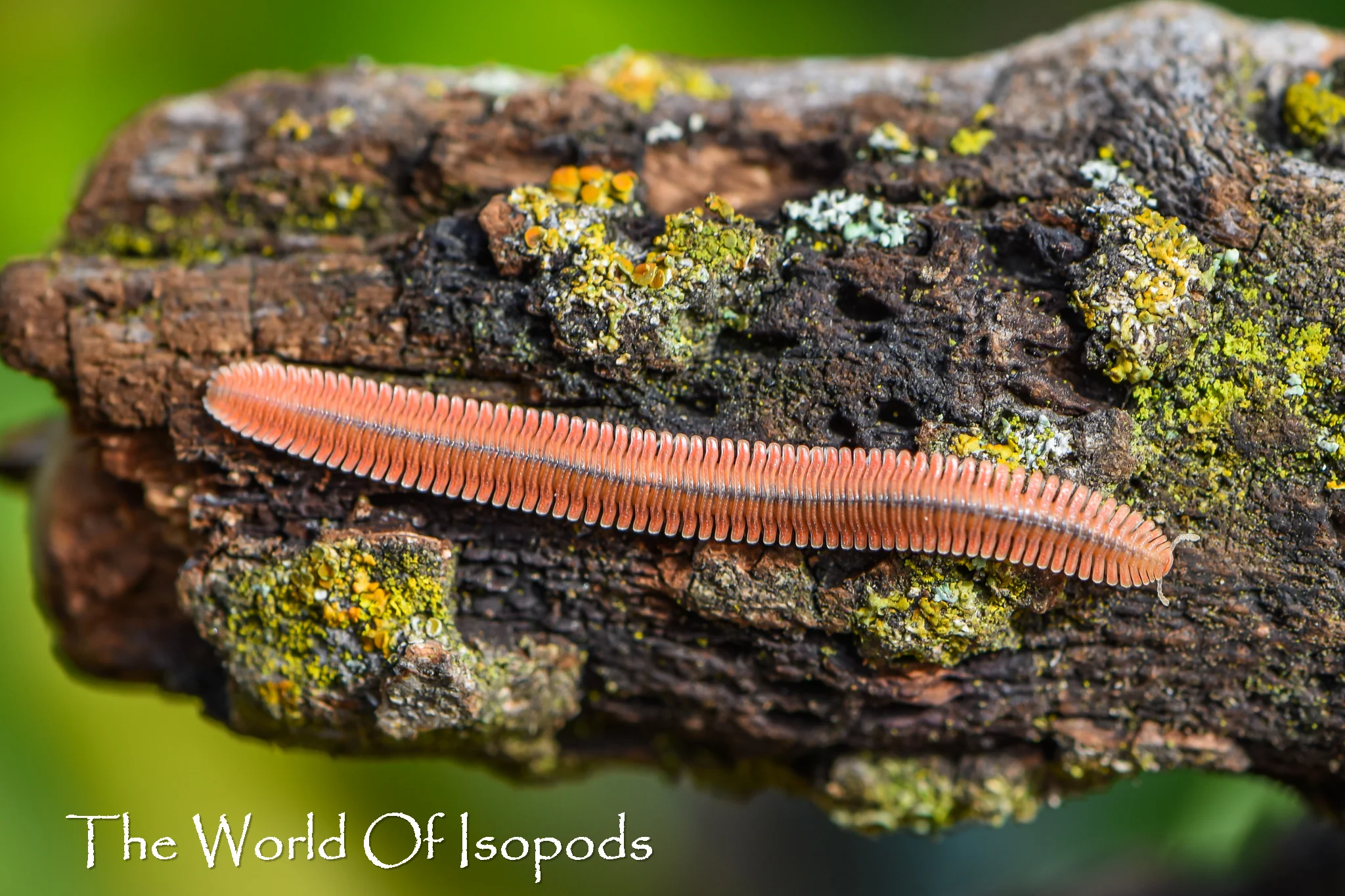Feather Millipede