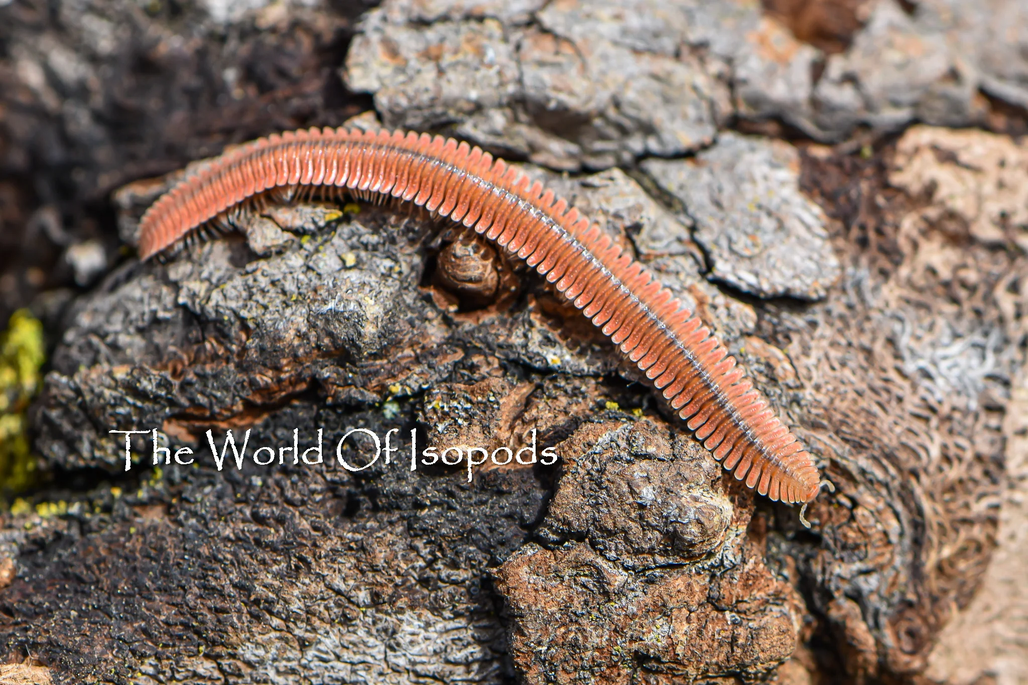 Feather Millipede - Image 2