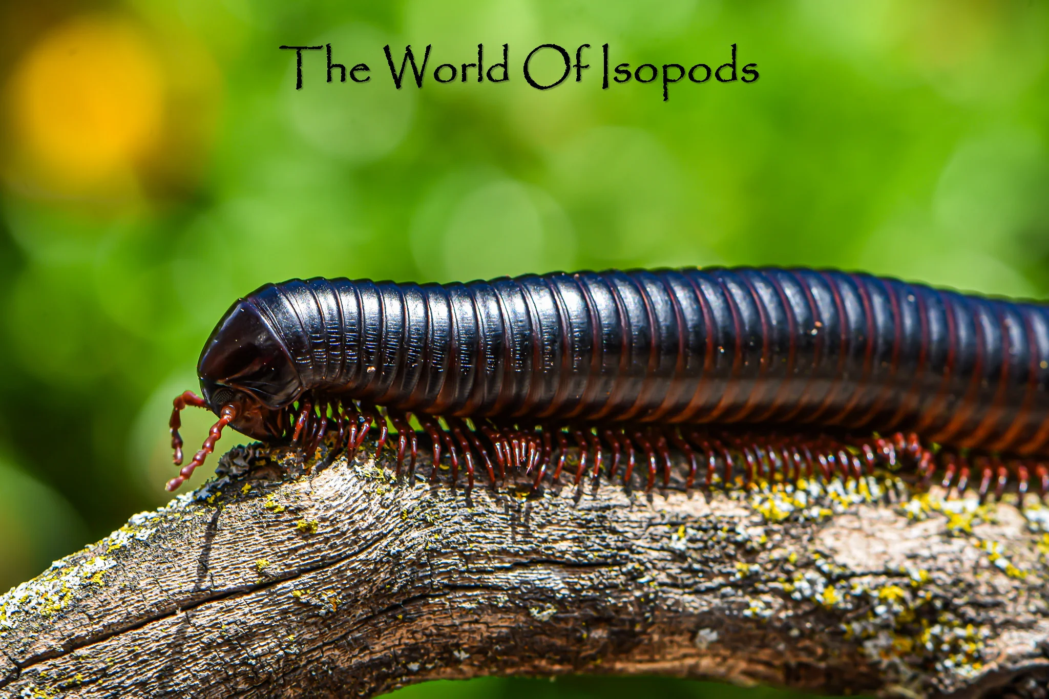 Giant African Millipede (P Gigas) - Image 2