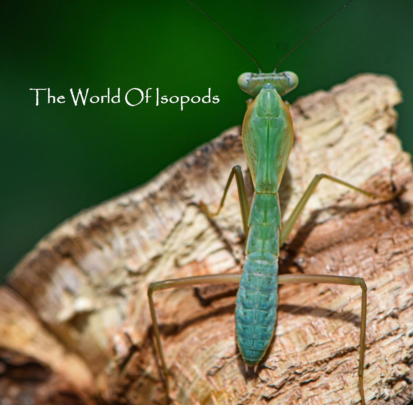 Green Phase Giant Shields Mantis - Image 2