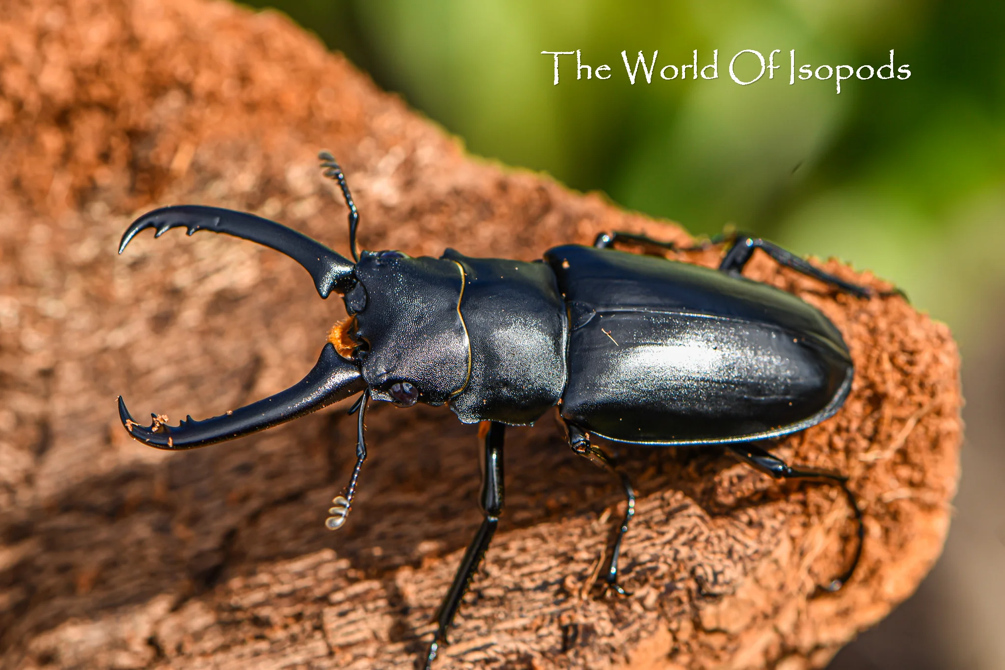 Giraffe Stag Beetle