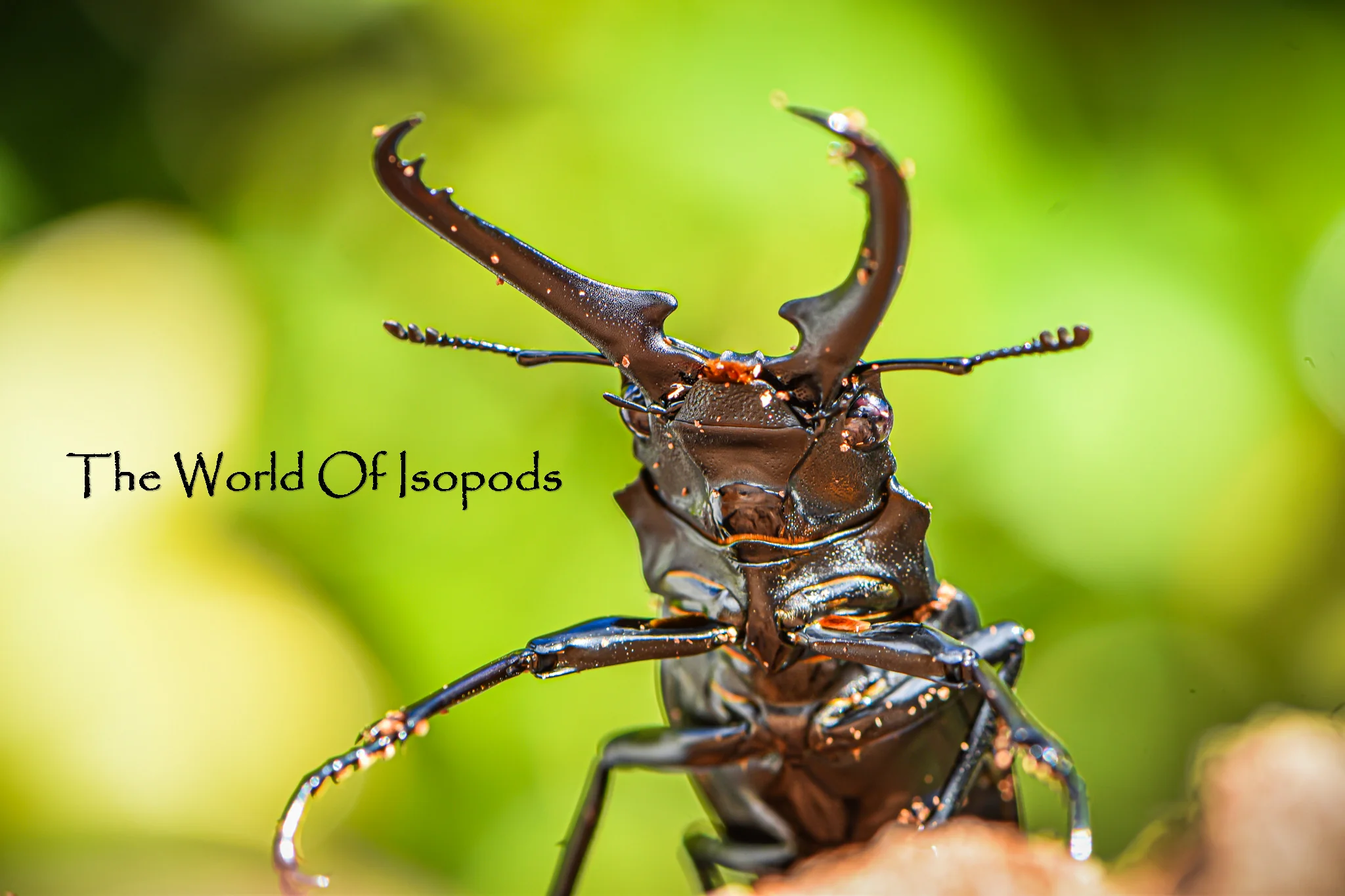 Giraffe Stag Beetle - Image 2