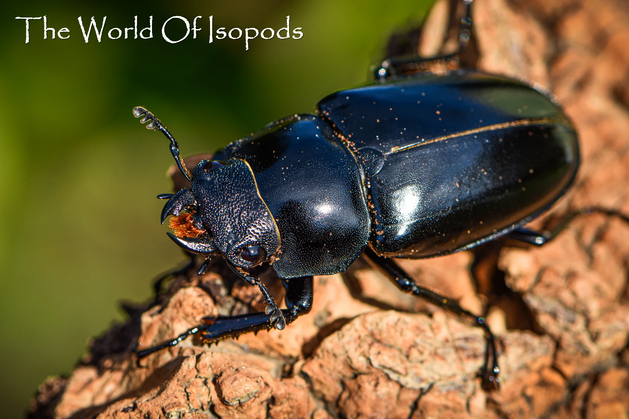 Giraffe Stag Beetle - Image 3