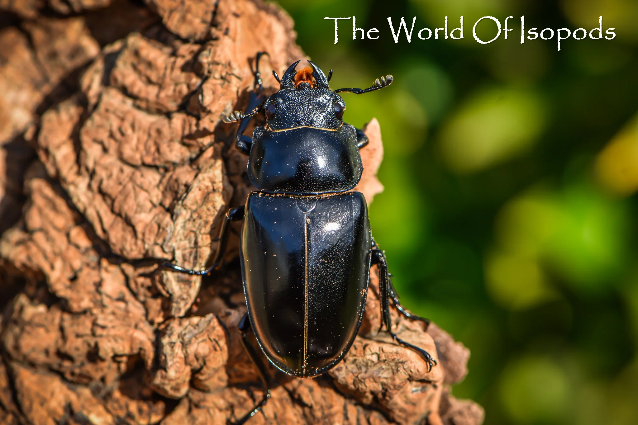 Giraffe Stag Beetle - Image 4