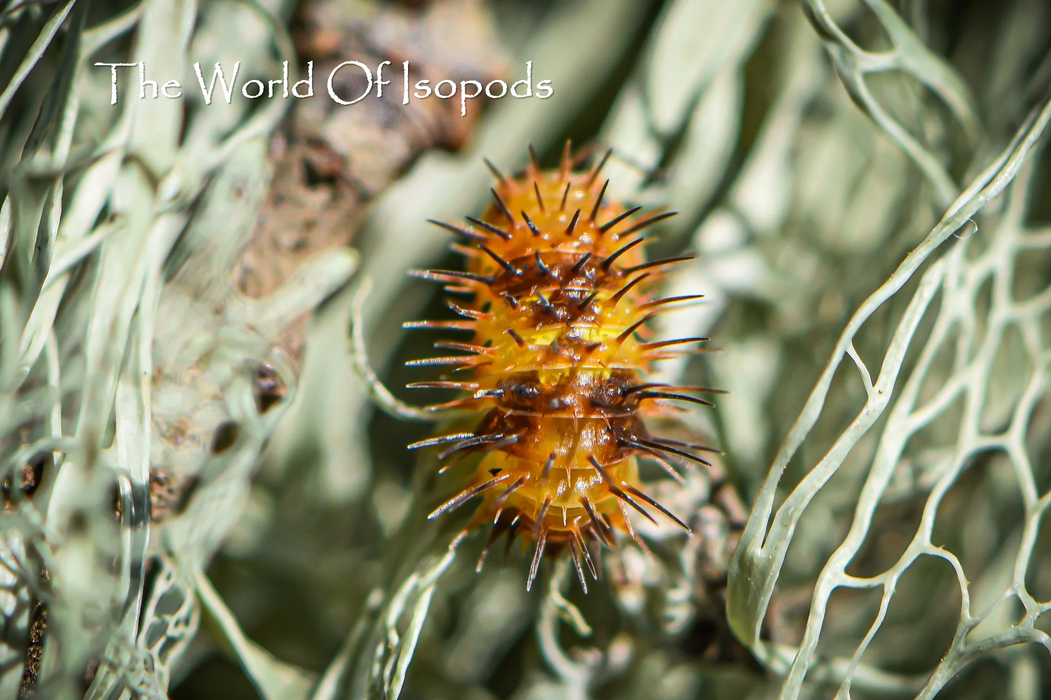 Durian Spiky Isopods (Laureola sp. 'Durian Spiky')