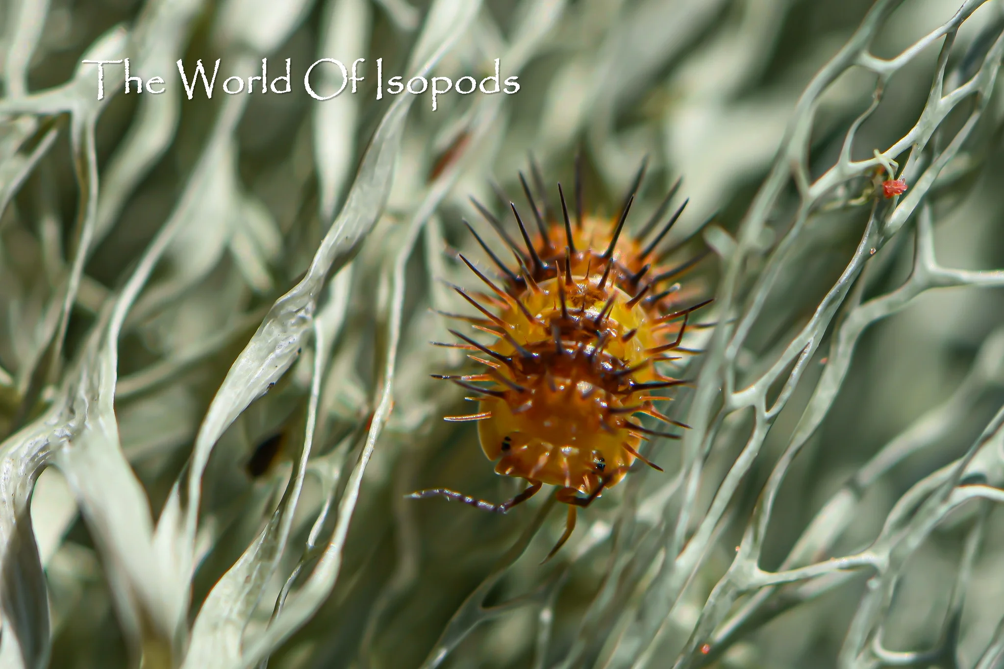 Durian Spiky Isopods (Laureola sp. 'Durian Spiky') - Image 2