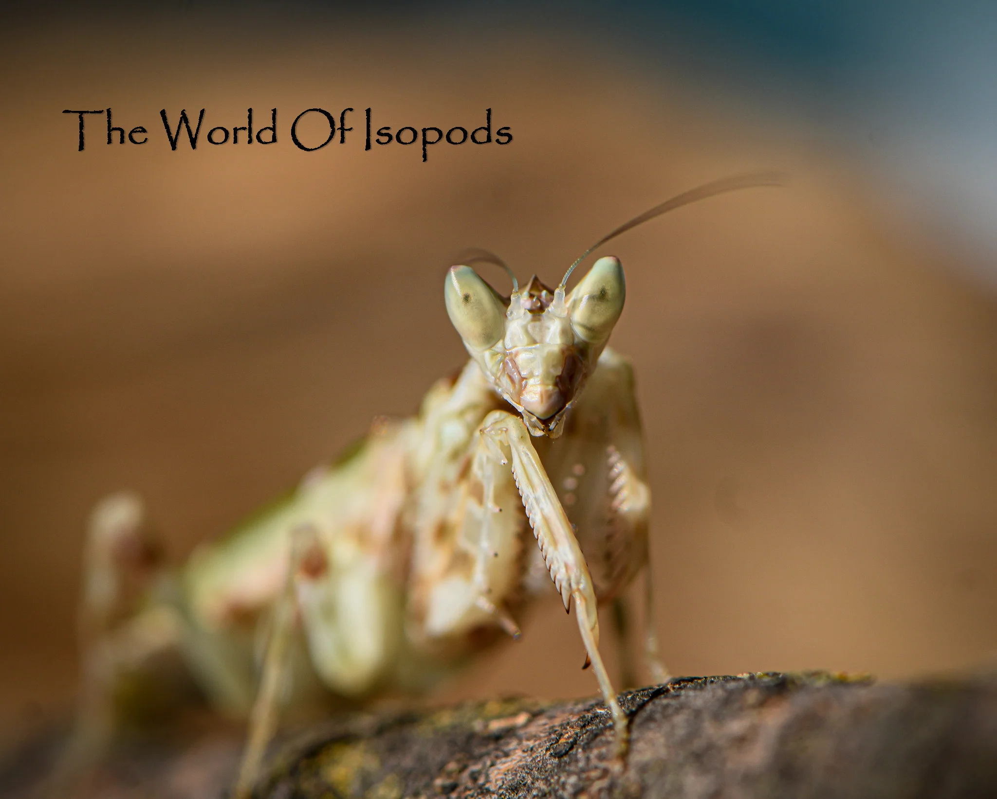 Jeweled Flower Mantis - Image 2