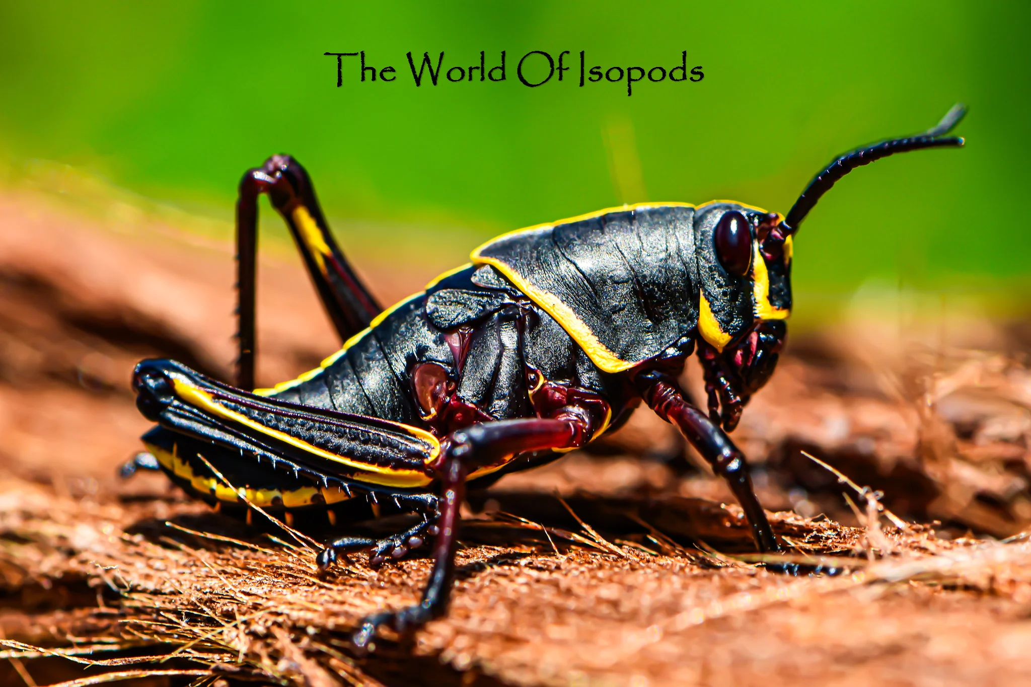 Lubber Grasshopper