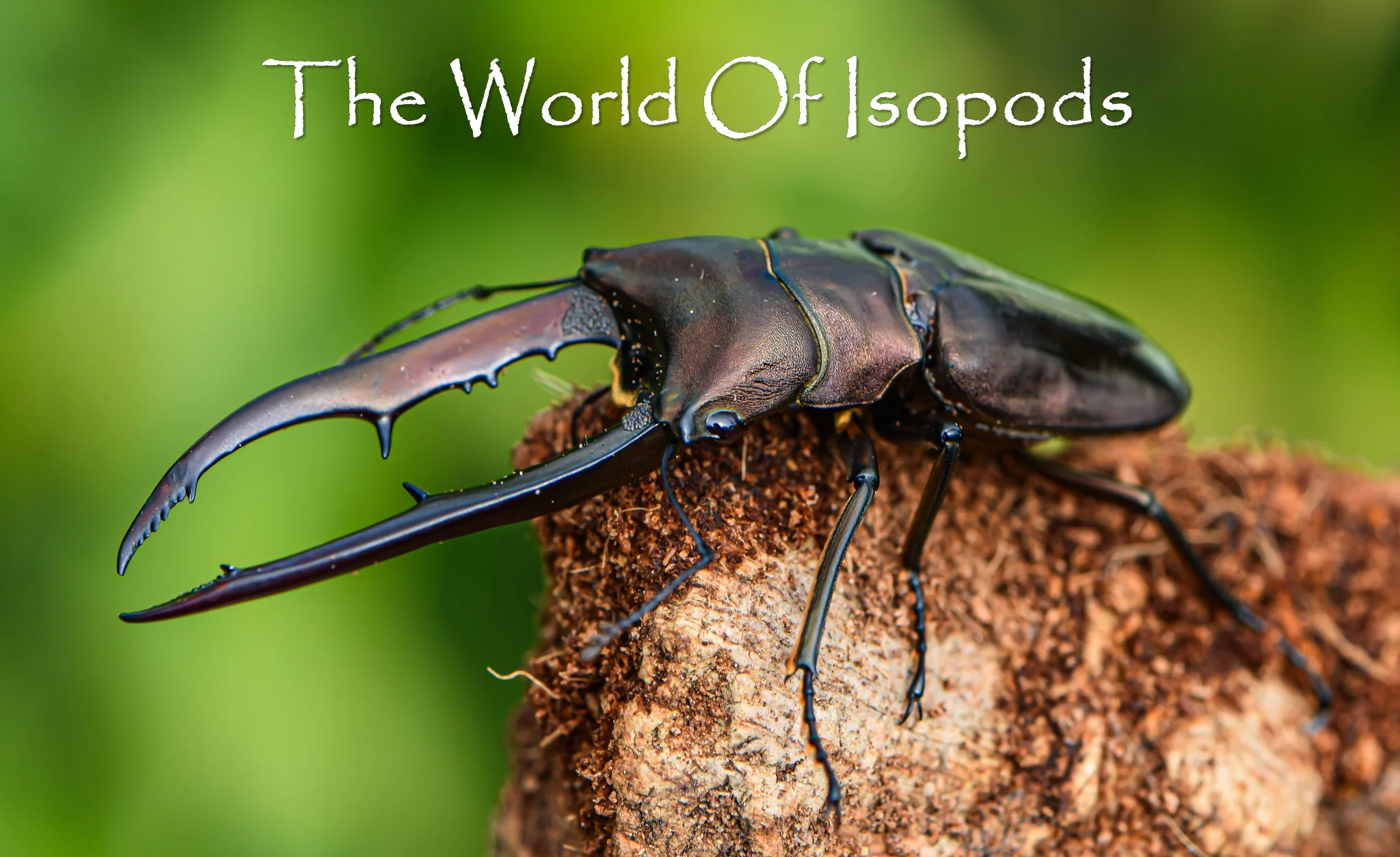 Mettalic Stag beetle