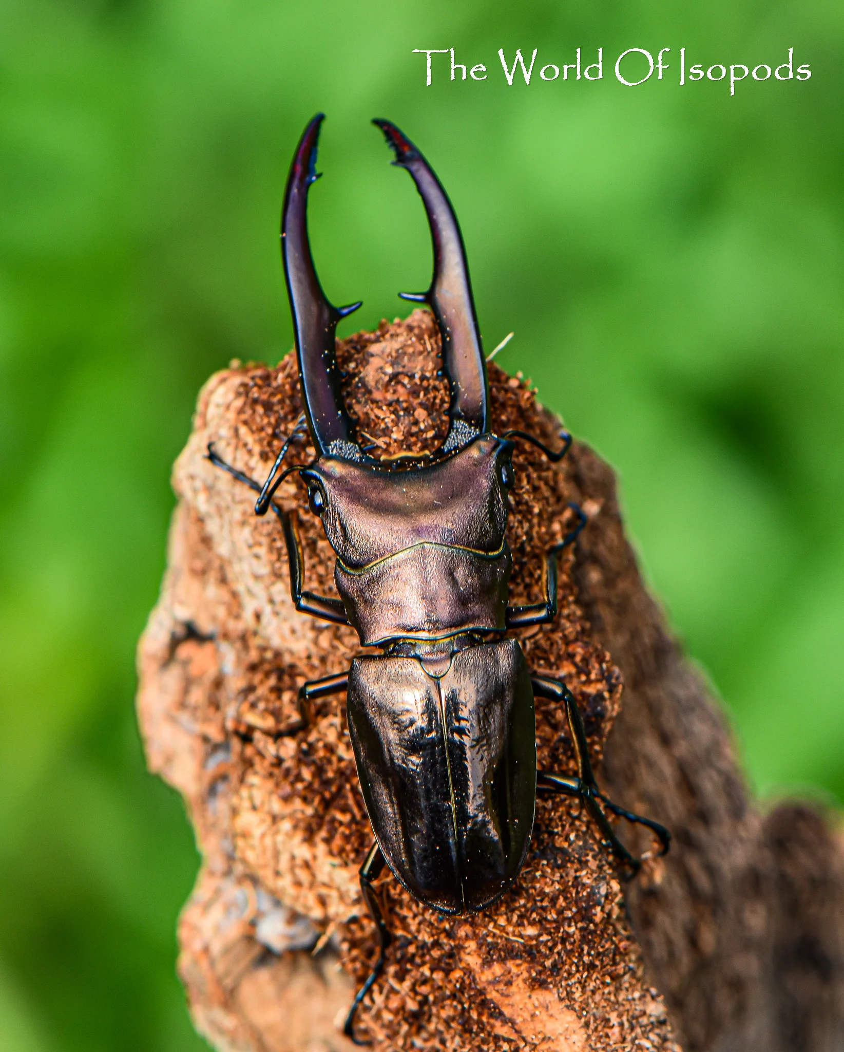 Mettalic Stag beetle - Image 2