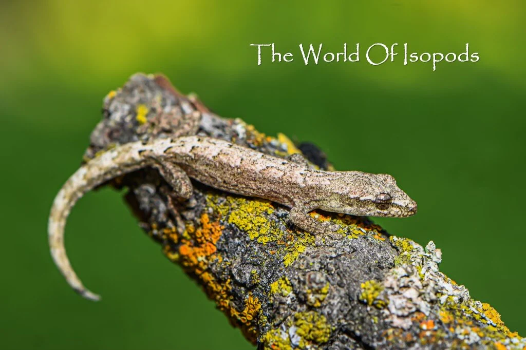 Yellow-Bellied Mourning Gecko - Image 2