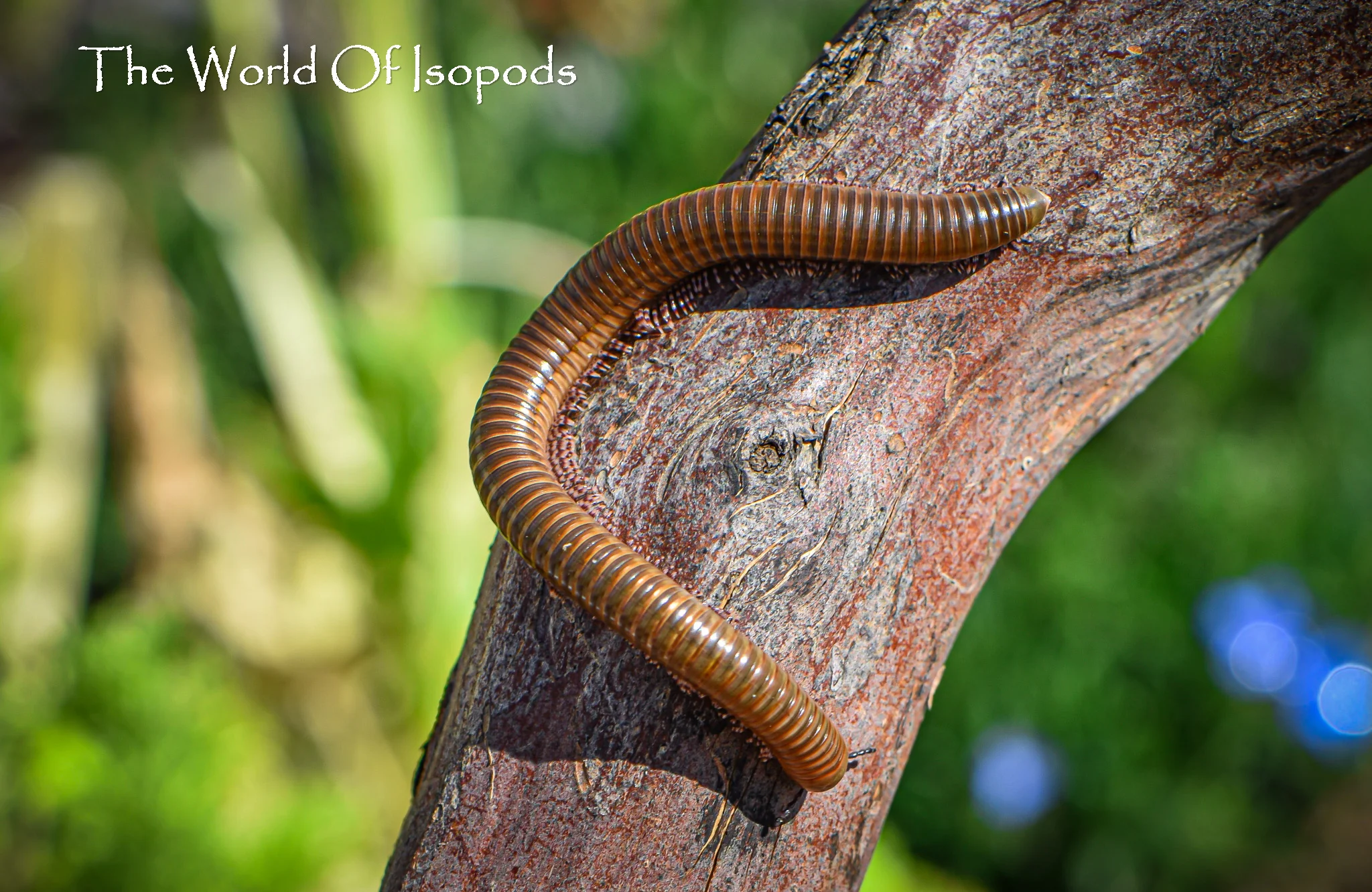 Olive Millipede