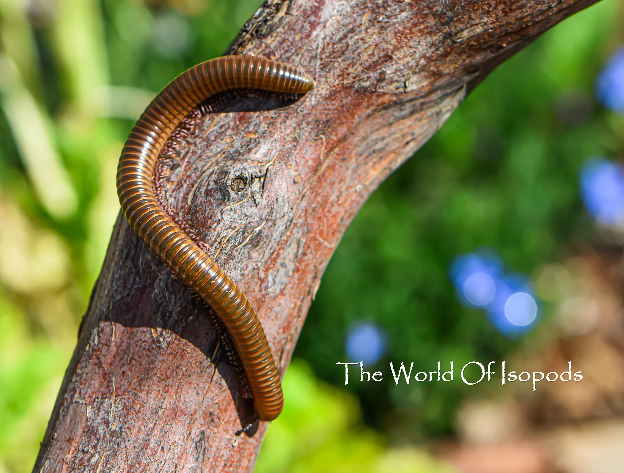 Olive Millipede - Image 2