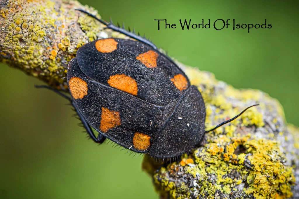 Orange Domino Roach, Therea Regularis