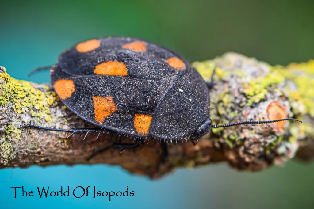 Orange Domino Roach, Therea Regularis - Image 2