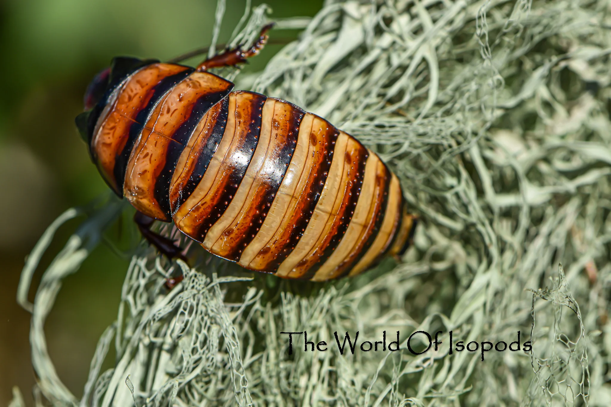 Halloween Hissers (Gromphadorhina portentosa) - Image 2