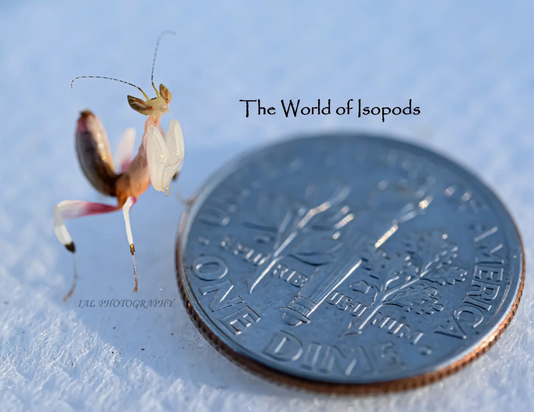 Orchid Mantis - Image 2