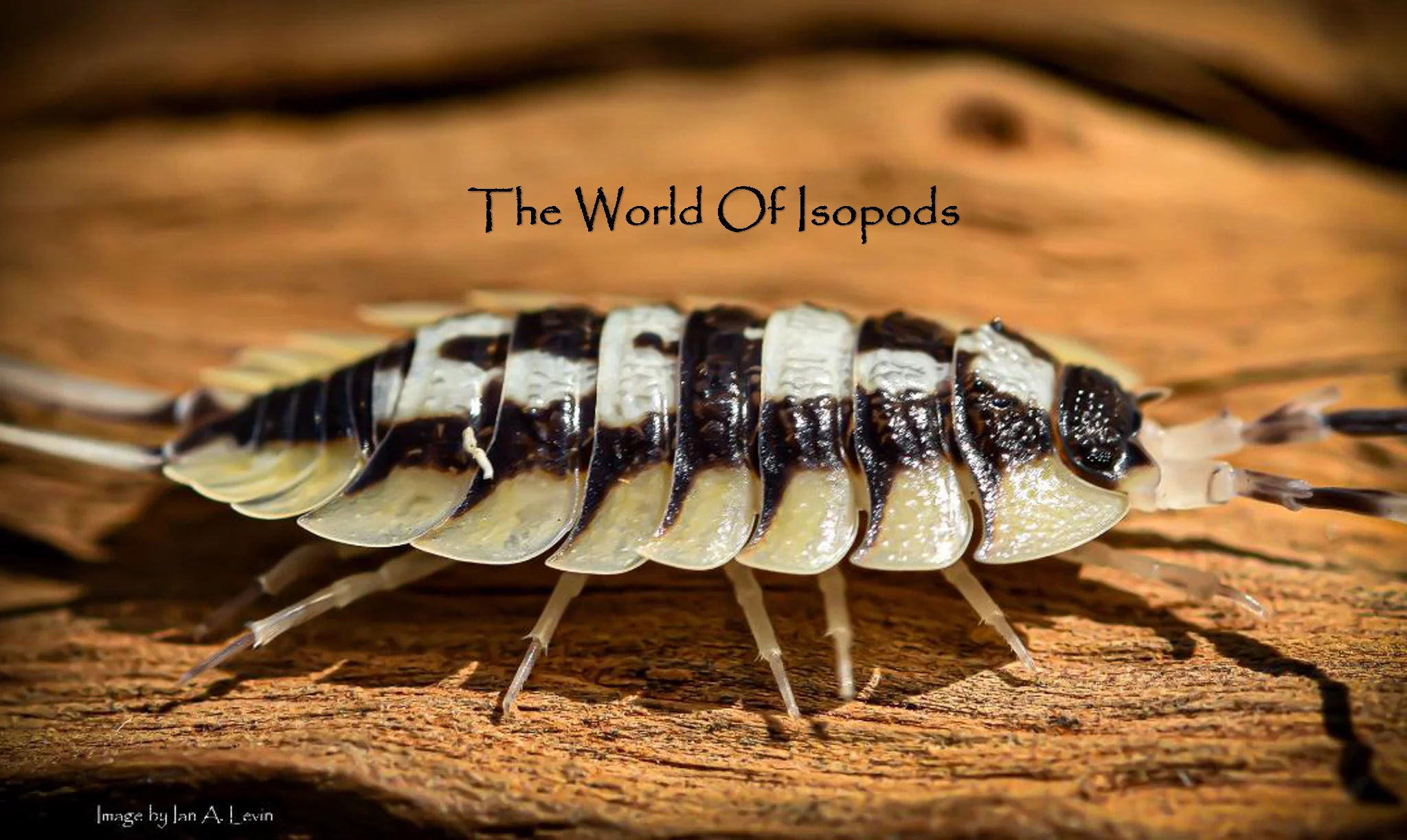 P. Expansus - Image 2