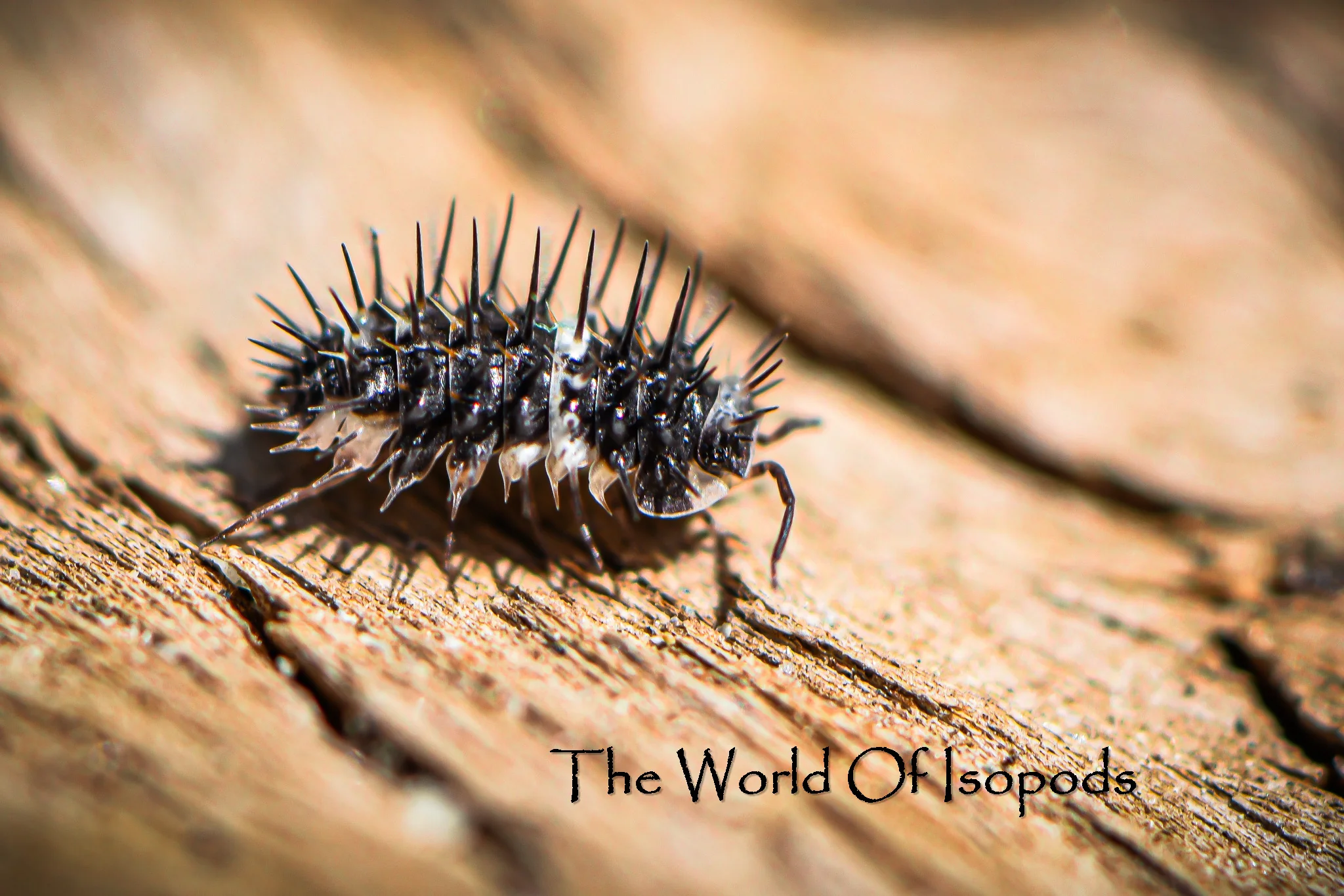 Panda Spiky Isopods (Laureola sp. 'Panda Spiky') - Image 2