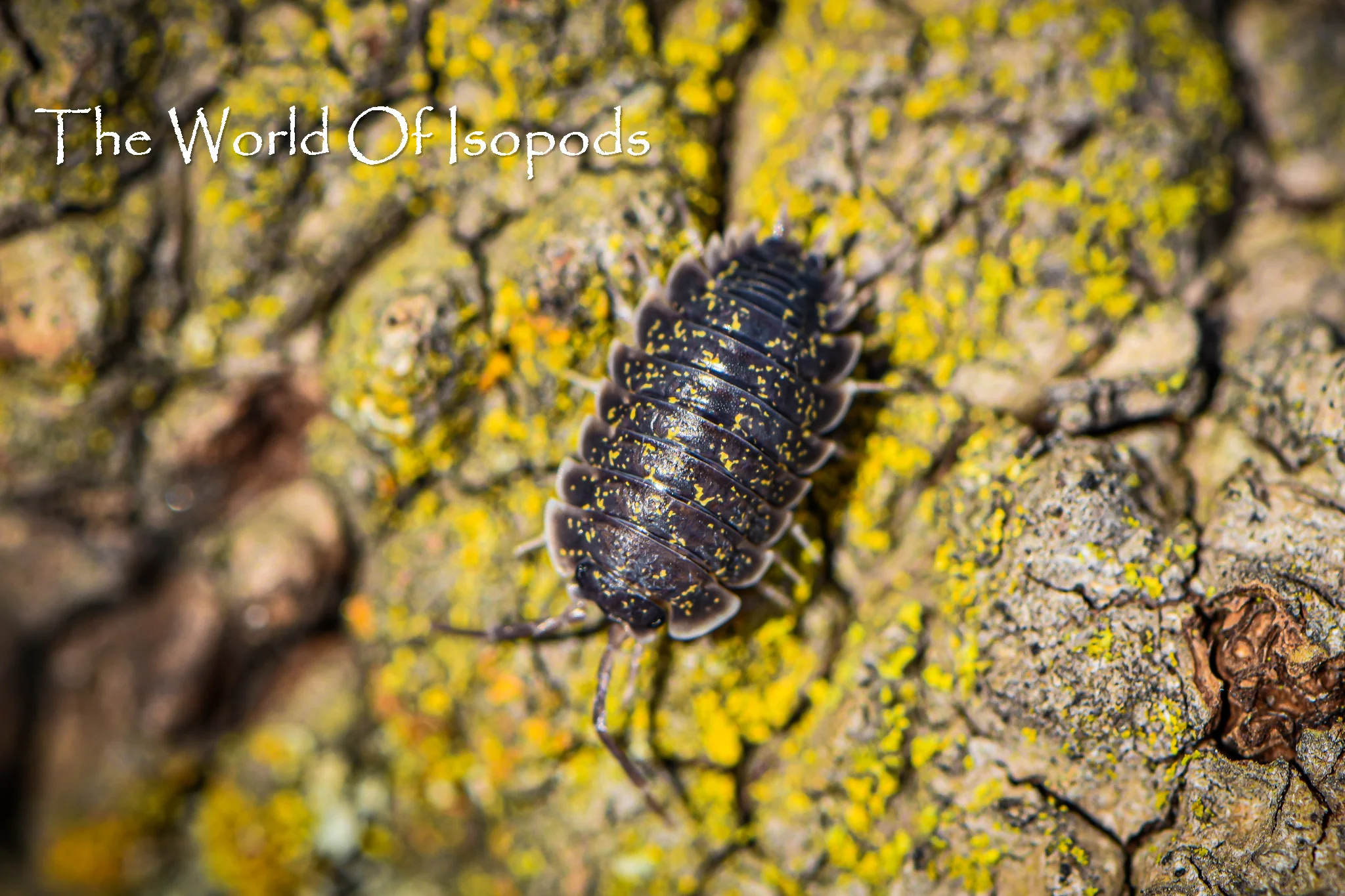 Porcellio Crete