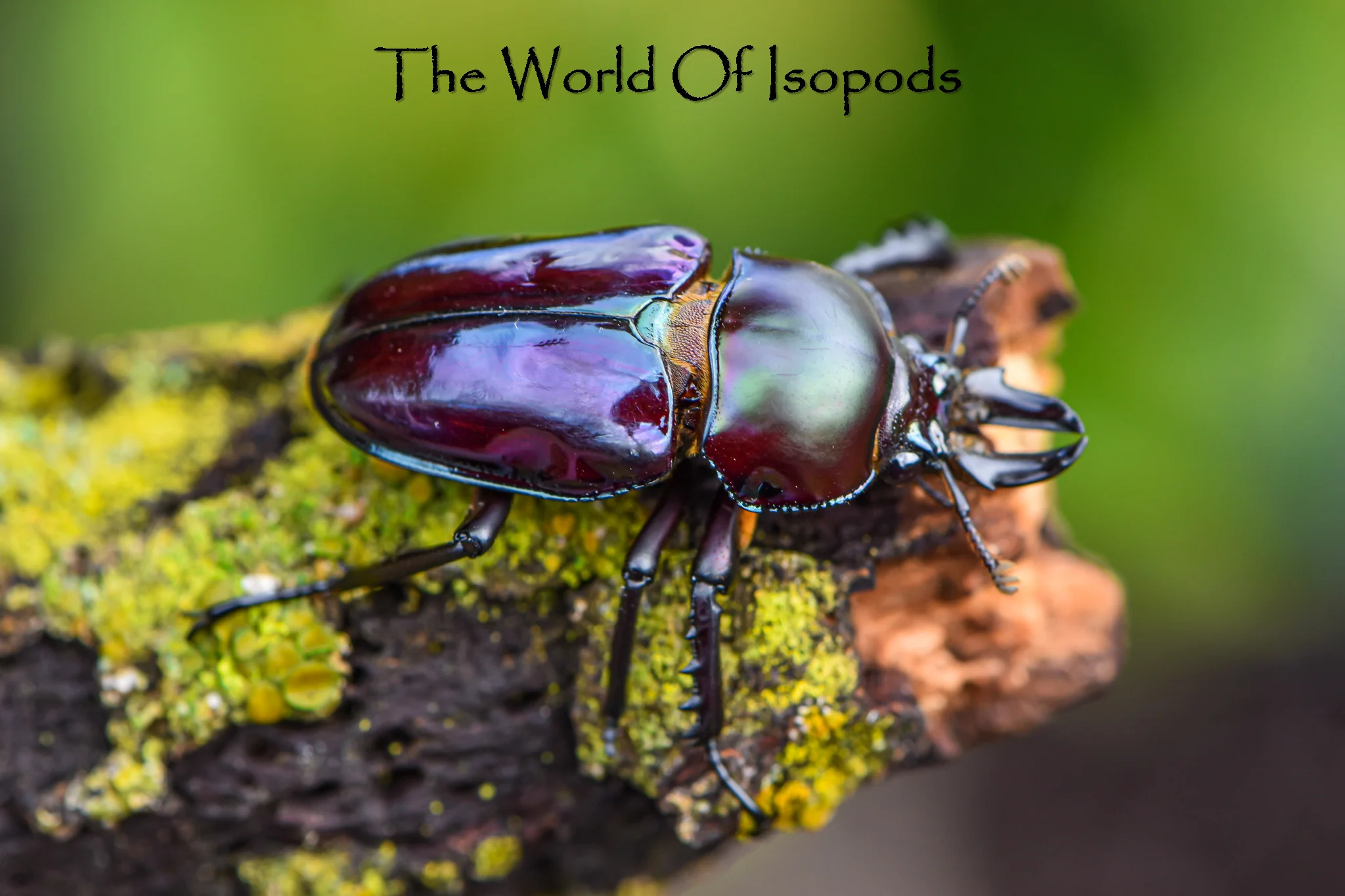 Rainbow Stag Beetle