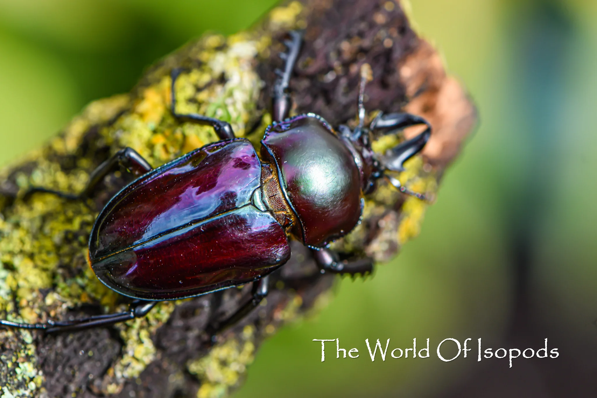 Rainbow Stag Beetle - Image 2