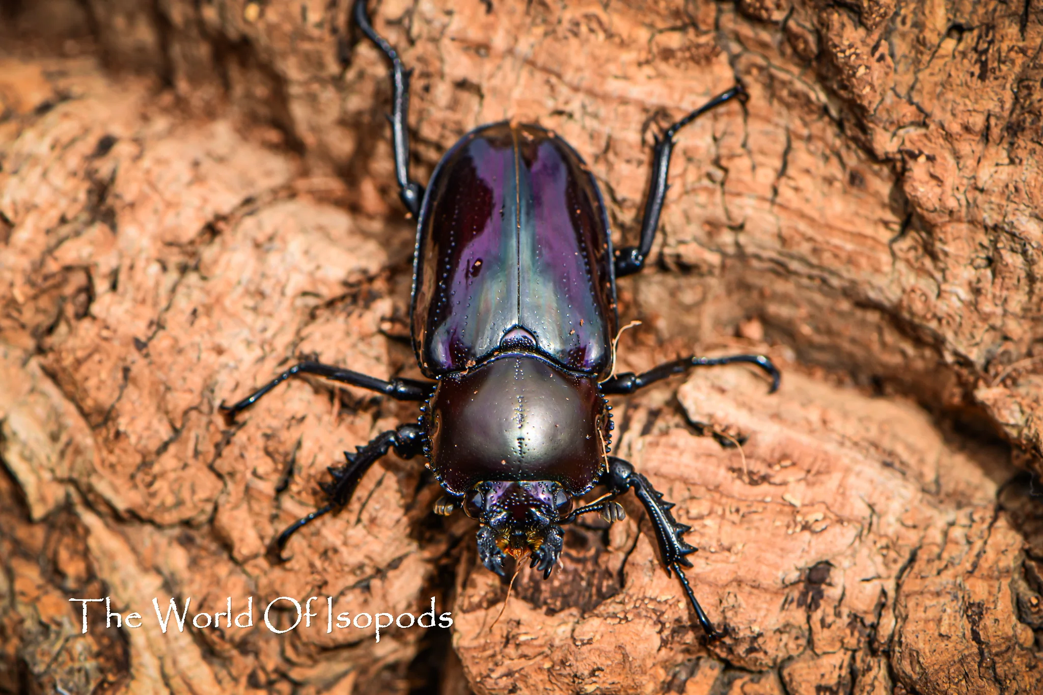 Rainbow Stag Beetle - Image 3