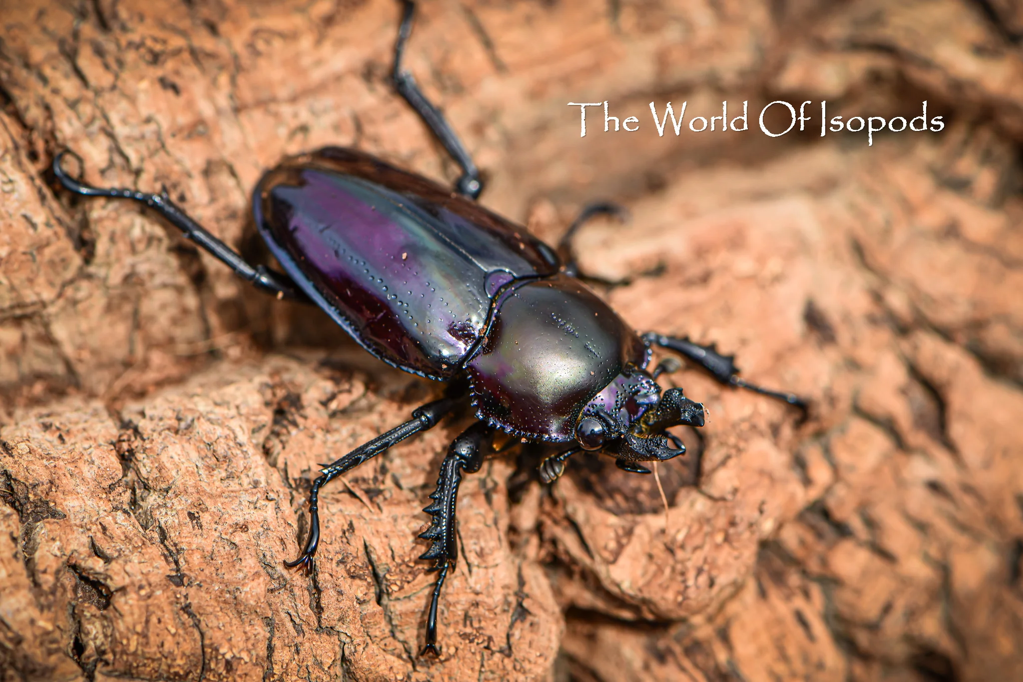 Rainbow Stag Beetle - Image 4