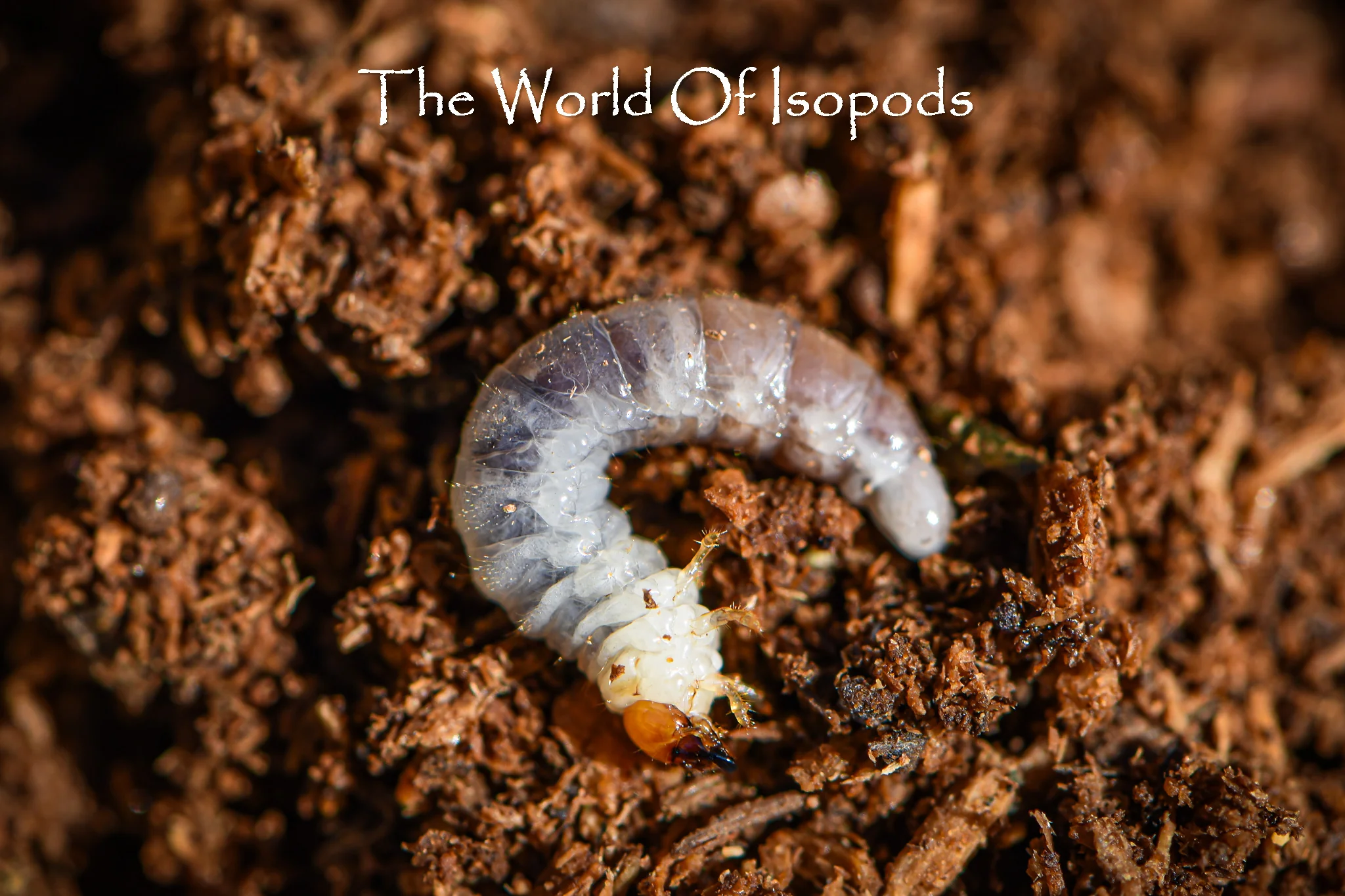 Rainbow Stag Beetle - Image 5