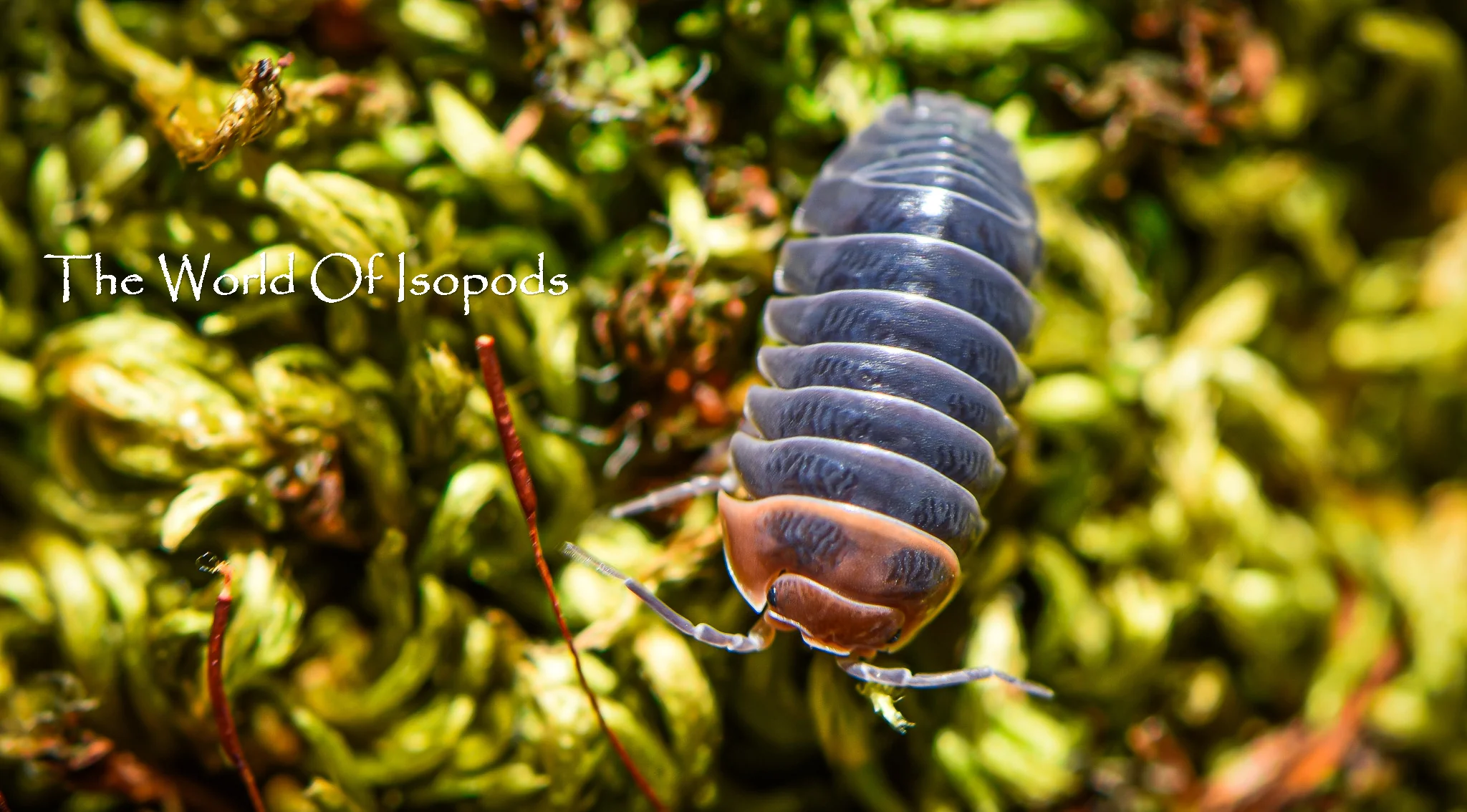 Isopods