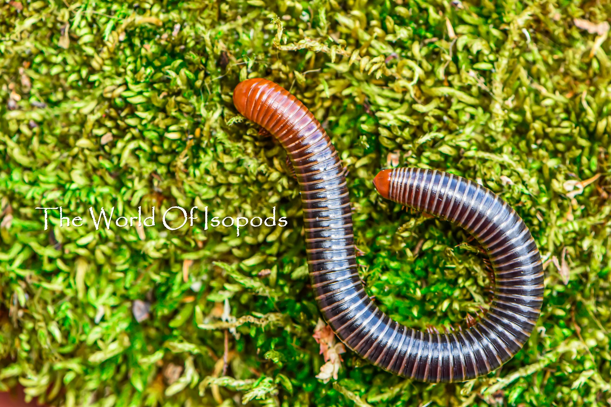 Red Head Millipede