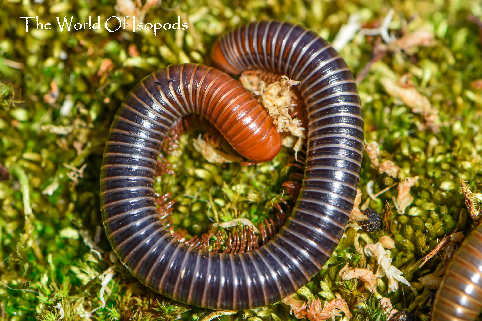 Red Head Millipede - Image 2