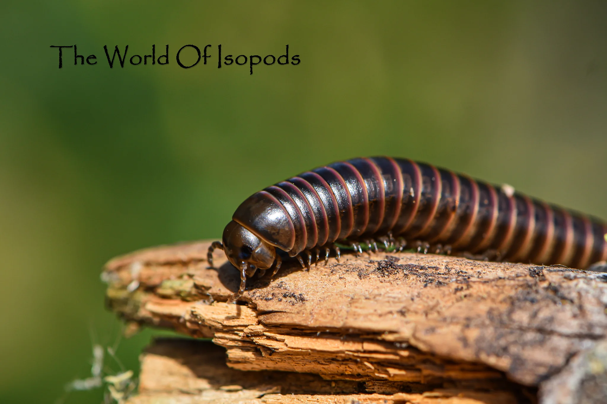 Red Striped Millipedes