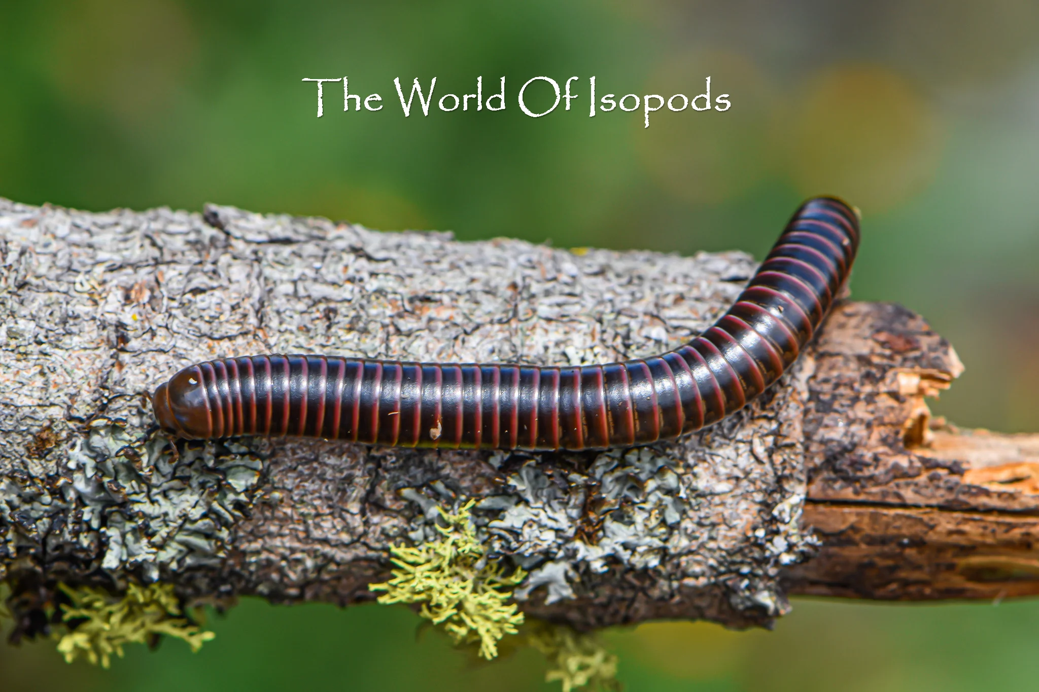 Red Striped Millipedes - Image 2
