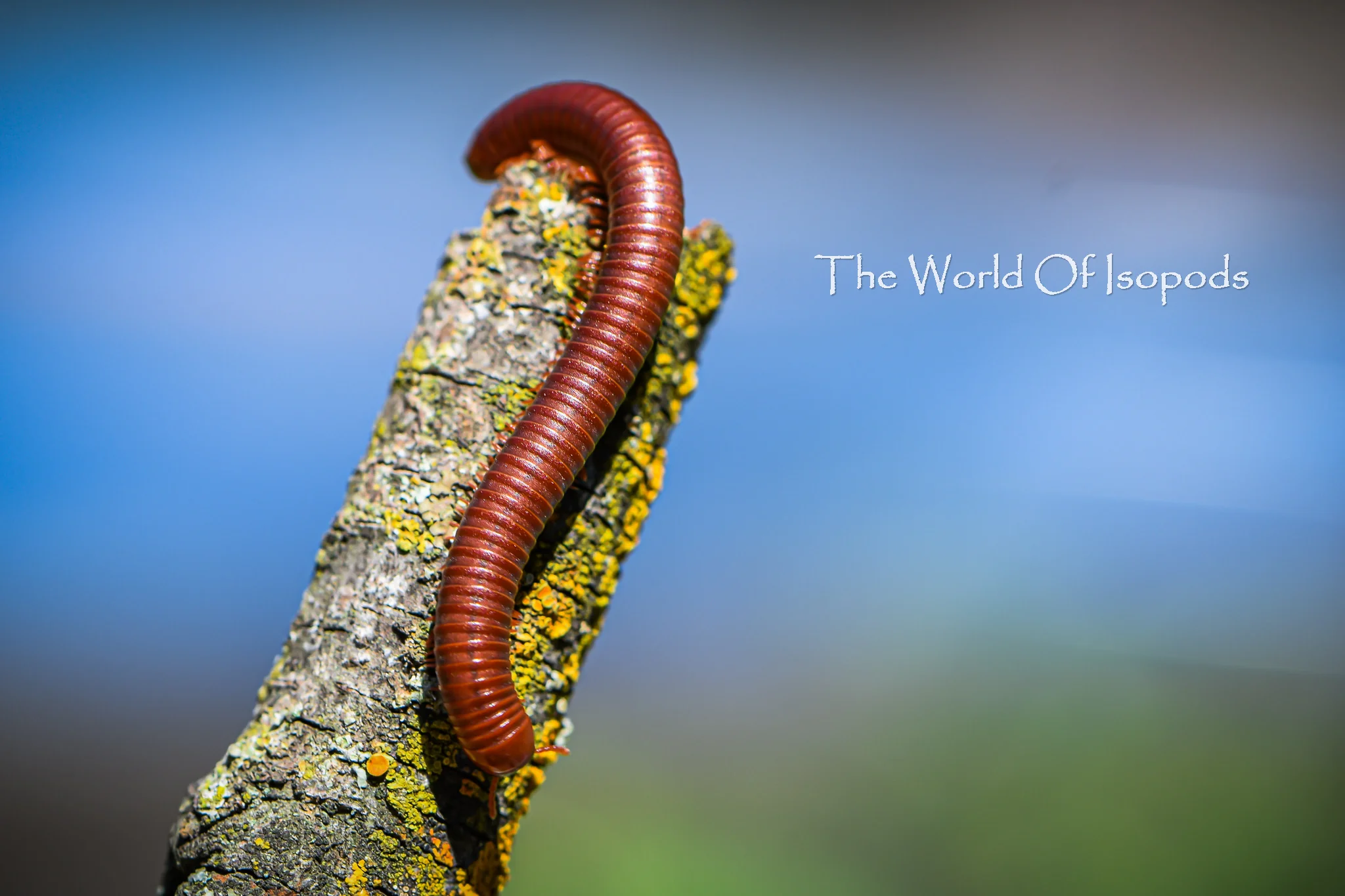 Scarlet Millipedes - Image 2