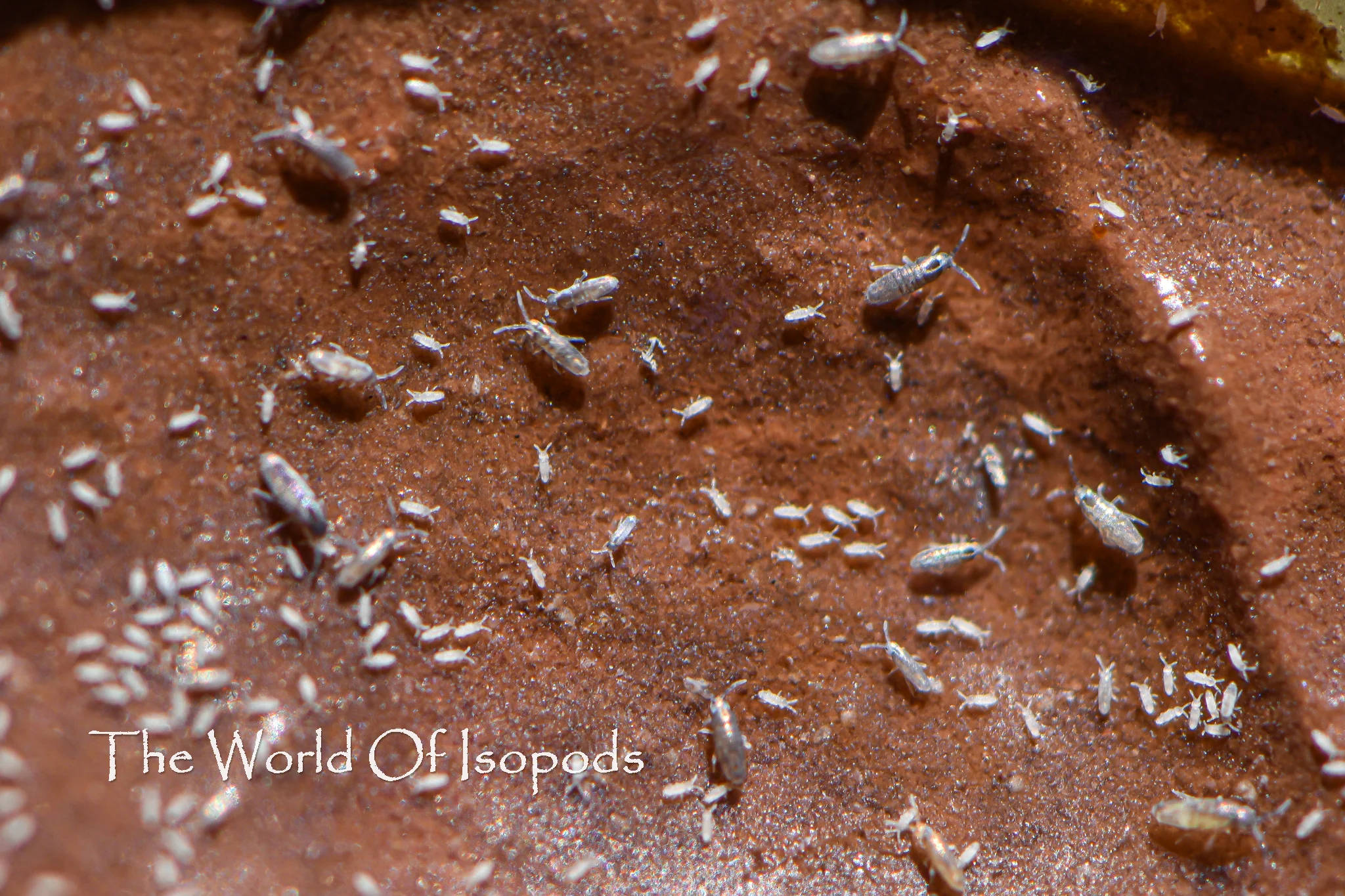 Silver Bullet Springtails - Image 2