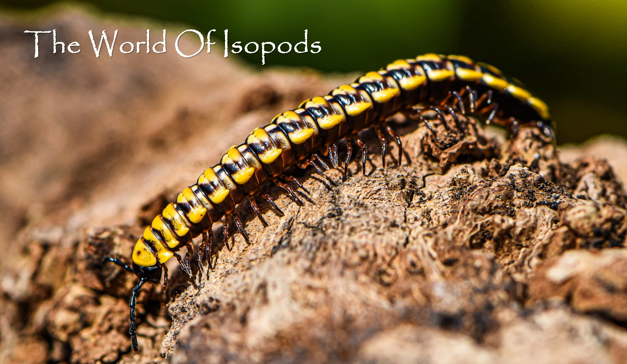 Yellow Dragon Millipede - Image 2