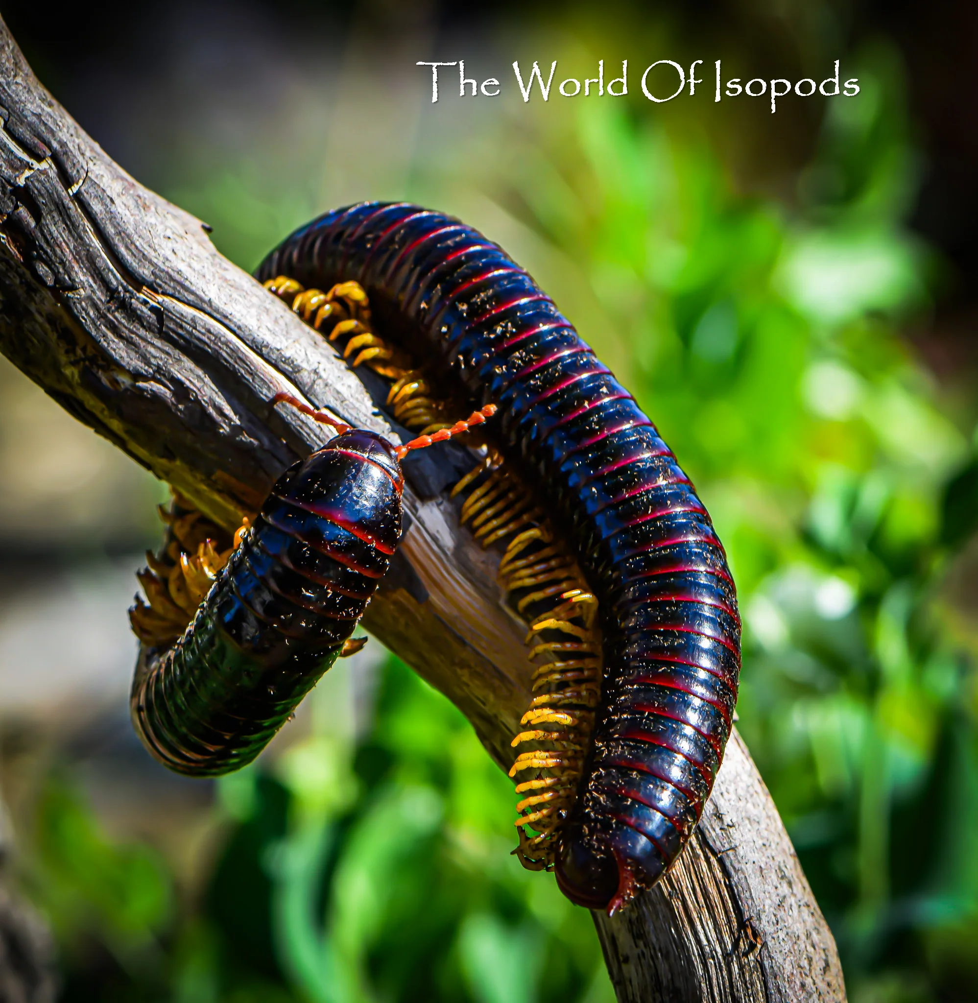 Giant Golden Leg Millipede - Image 2