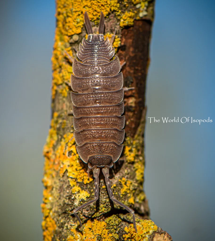 P. Valencias - Image 2
