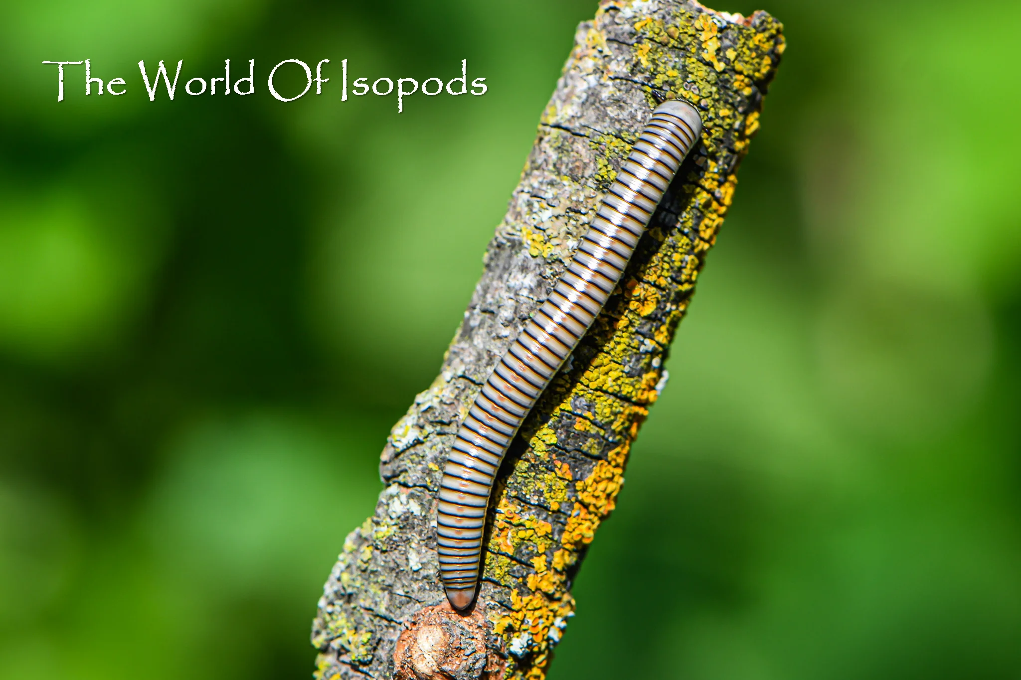 Other Invertebrates