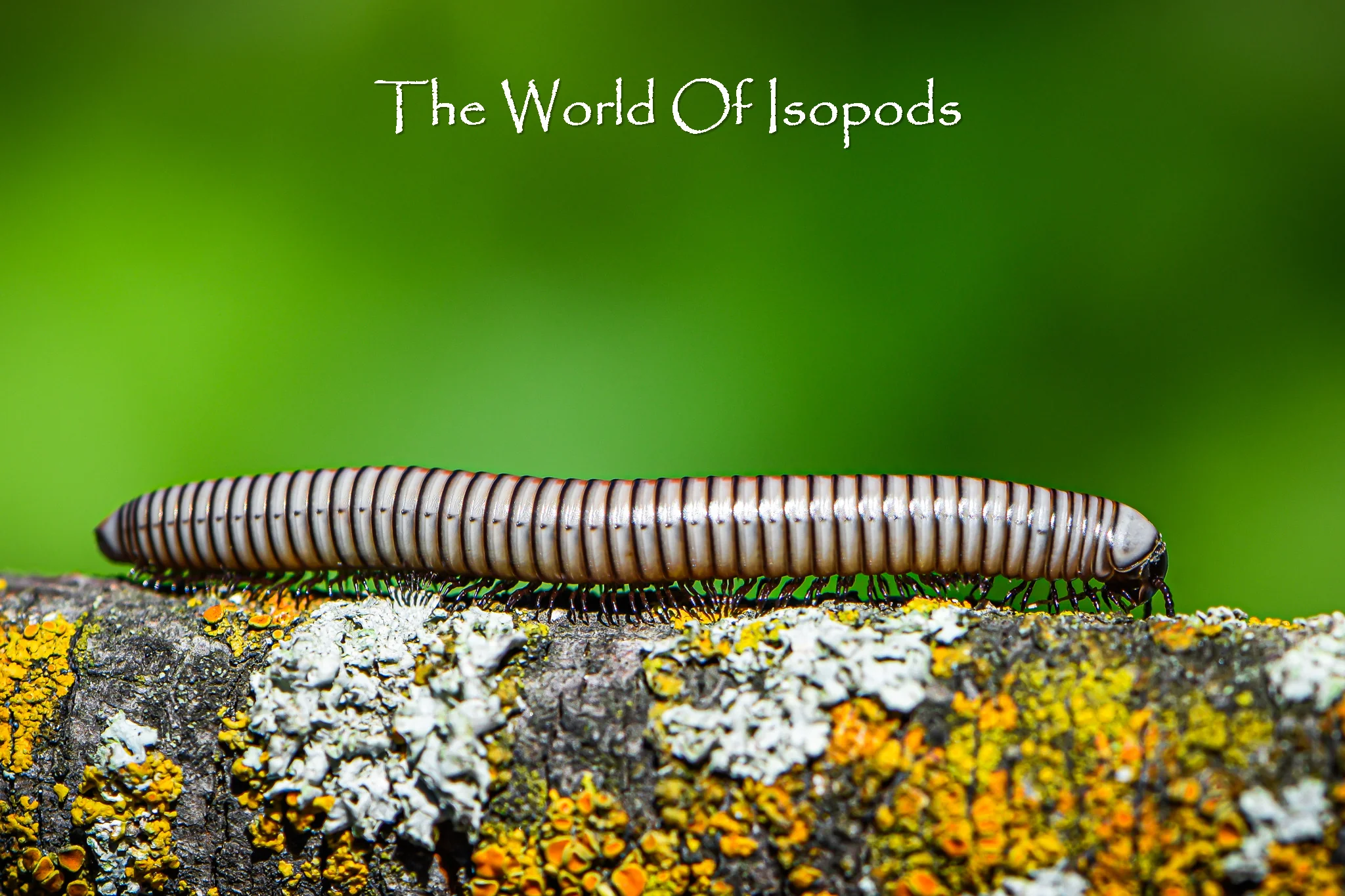 White Phase Tree Millipedes - Image 2